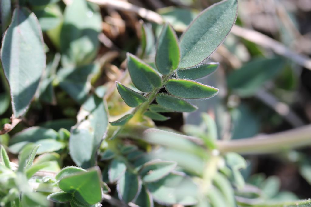 Anthyllis vulneraria